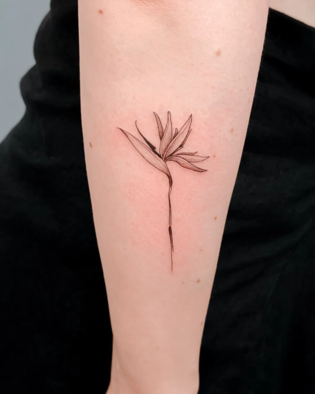 Fine line bird of paradise flower tattoo on the forearm
